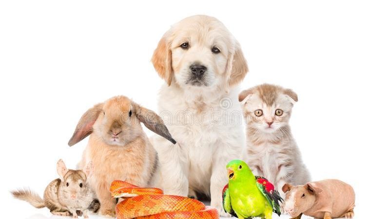 Why Having A Pet Is Good For Your Health